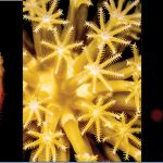 Cayman photographers explore the beauty of the deep