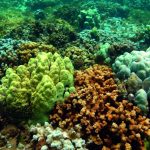 Letter: Ban coral-harming sunscreens