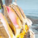 Conch, whelk, lobster and game bird seasons close