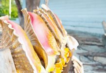Tracking the private lives of Cayman’s queen conch