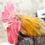 Man sentenced to community service for mutilating roosters