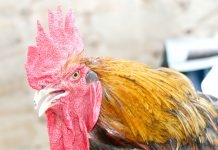 Man sentenced to community service for mutilating roosters
