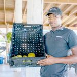 Cayman mango season called ‘the worst ever’