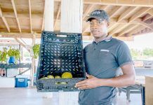 Cayman mango season called ‘the worst ever’