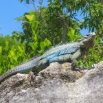 Blue iguanas near milestone number in wild