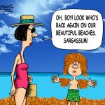 Sargassum