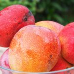Marvelous mangos are back in season