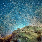 Capturing Cayman underwater: Photographer makes MBE list