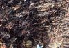 Clearing sargassum comes with environmental risks