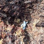 Clearing sargassum comes with environmental risks