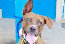 Trial date set for Dora duo in animal cruelty case