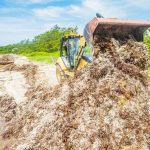 EDITORIAL – Sargassum summer: Cayman’s loyal but unpopular guest