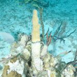Rare coral threatened by disease
