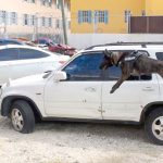 Cayman’s paw patrol reports for duty