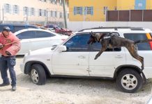 Cayman’s paw patrol reports for duty