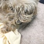 Wounded dog left for days without care