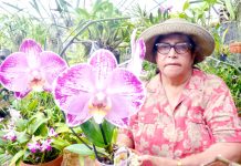 Kirkland Nixon leaves legacy of gorgeous blooms