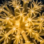 Coral reefs to hit big screen