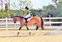 Cayman riders leading in online international dressage competition
