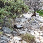Letter: Birds on the Brac