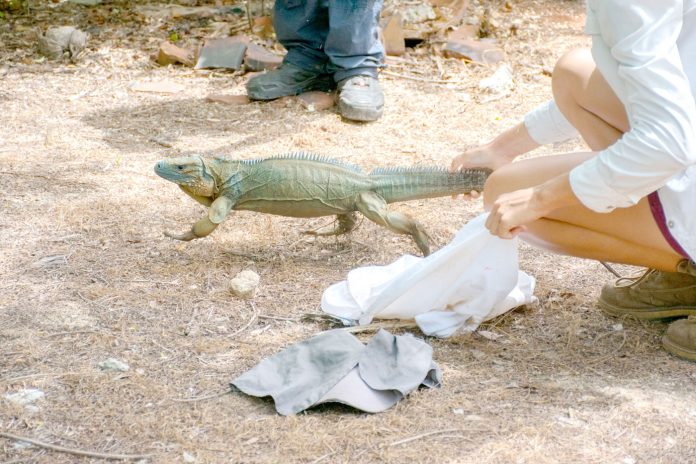 FRONT-Blue-iguanas-released-DSC_0481