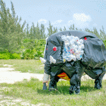 ‘Elephant’ suddenly appears in Cayman