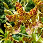 World’s largest orchid in bloom at Botanic Park