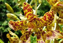 World’s largest orchid in bloom at Botanic Park