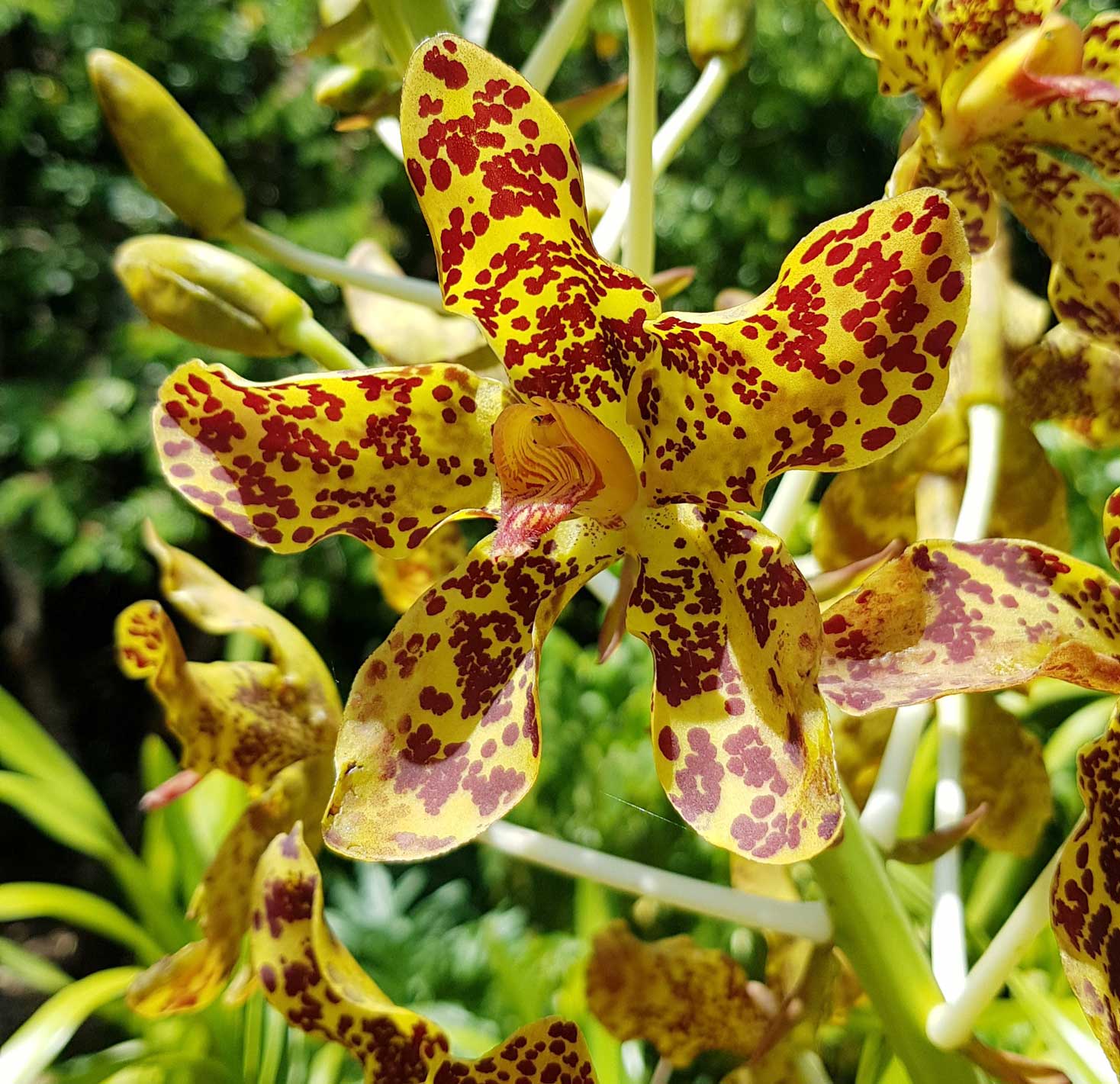 Celebrating orchids Cayman Compass