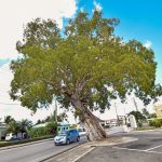 A tree of another name is still as sweet