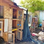 26 birds seized in cockfighting crackdown