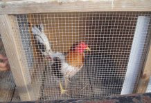 Cops, Department of Agriculture bust cockfighting ring