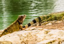 $7.3 million paid for iguana bounties