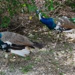 Peacocks appear on Cayman road