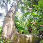 Exotic and native trees on display at Botanic Park