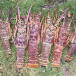 Conch and lobster recovered off Barkers