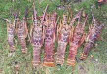 Conch and lobster recovered off Barkers