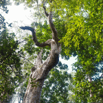 Yellow mastic tree thrives in Grand Cayman’s inland forest