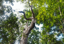 Yellow mastic tree thrives in Grand Cayman’s inland forest