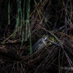Making a meal of Cayman’s iguana problems