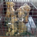 32 dogs surrendered to Department of Agriculture