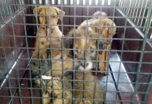 32 dogs surrendered to Department of Agriculture