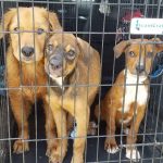 Homes sought for 32 dogs surrendered to Department of Agriculture