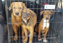 Homes sought for 32 dogs surrendered to Department of Agriculture