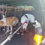 Owner surrenders 6 pitbull mix dogs