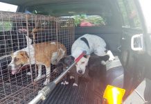 Owner surrenders 6 pitbull mix dogs