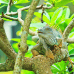 CUC warns iguana cullers about power lines