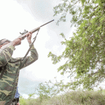 New bid to bolster iguana cull army