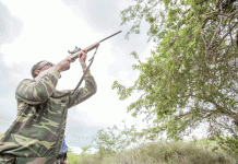Slow summer for iguana cullers