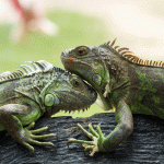 EDITORIAL – Iguana cull gets tougher with fewer ‘easy pickings’